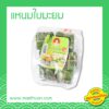 แหนมใบมะยม